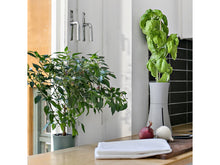 Load image into Gallery viewer, ボタニアム スマート水耕栽培キット