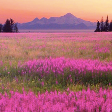 画像をギャラリービューアに読み込む, Dr.HONEY アラスカ ドクターハニーシリーズスティック