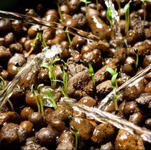 Load image into Gallery viewer, ボタニアム スマート水耕栽培キット